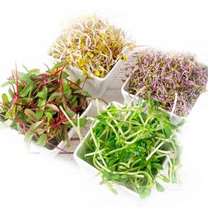 SUPERHIERBAS Y PLANTAS